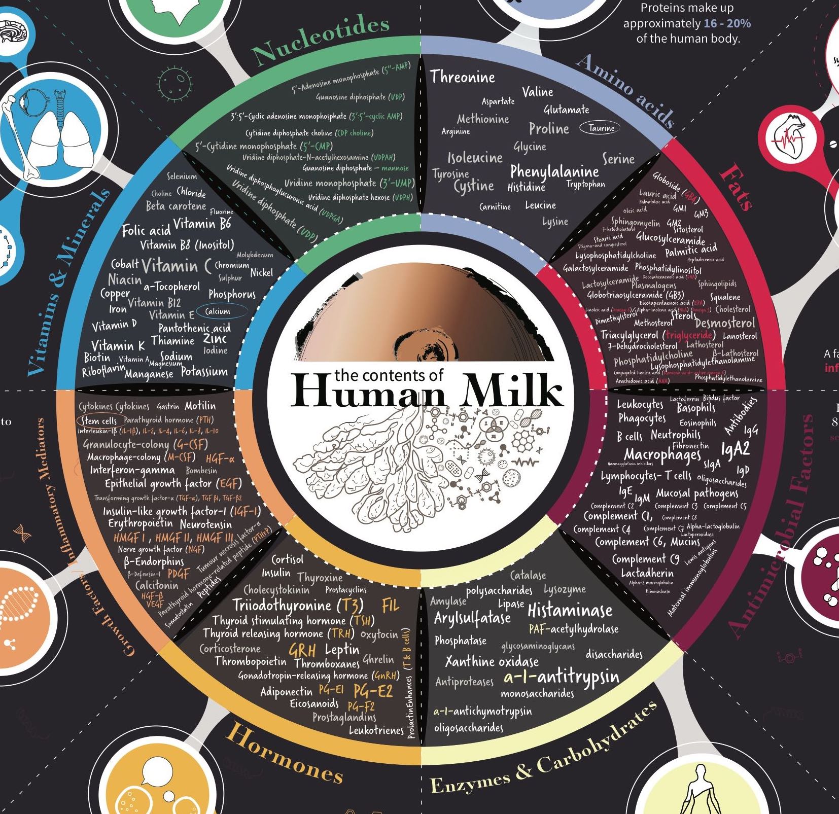 Poster "The Contents Of Human Milk" Infographic