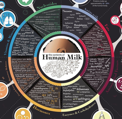 Poster "The Contents of Human Milk" infographic